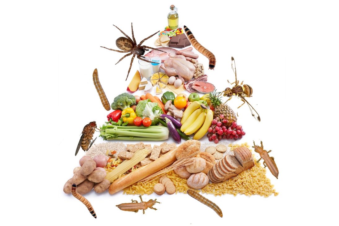 How Many Bugs Does a Person Eat in a Year
