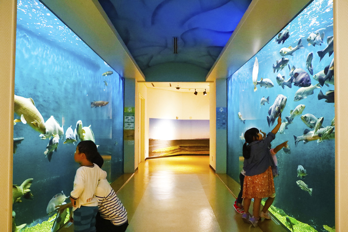 宍道湖自然館ゴビウスの魅力とは？料金や見どころ・混雑回避策を徹底解説
