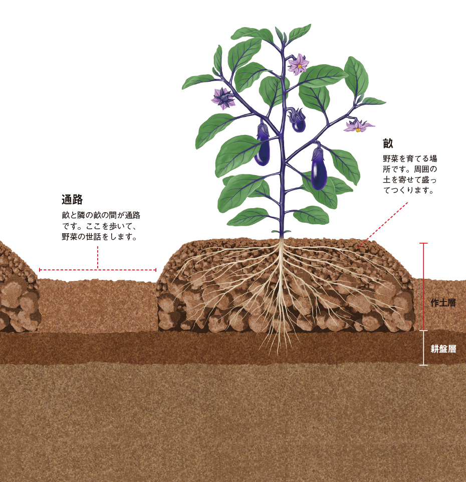 畑の畝の作り方完全解説！収穫が激変する黄金比と失敗防ぐ極意