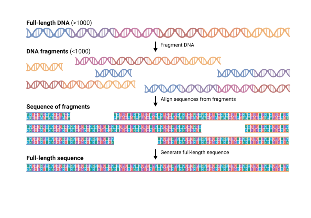 Fragments of Dna