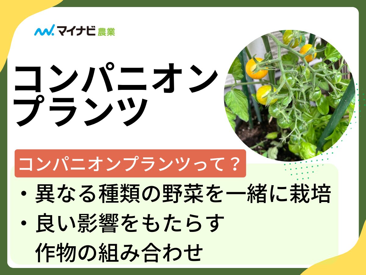 美味しいメロンの見分け方2026！プロが明かす網目と食べ頃の真相