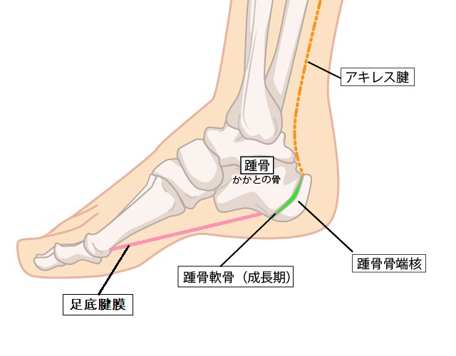 かかと ガサガサは水虫かも？プロが明かす正しい除去と根本改善法