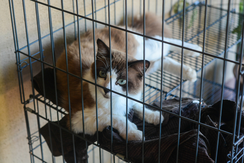 【衝撃】 猫 留守番 死ん で た 最新熱愛噂まとめ #886