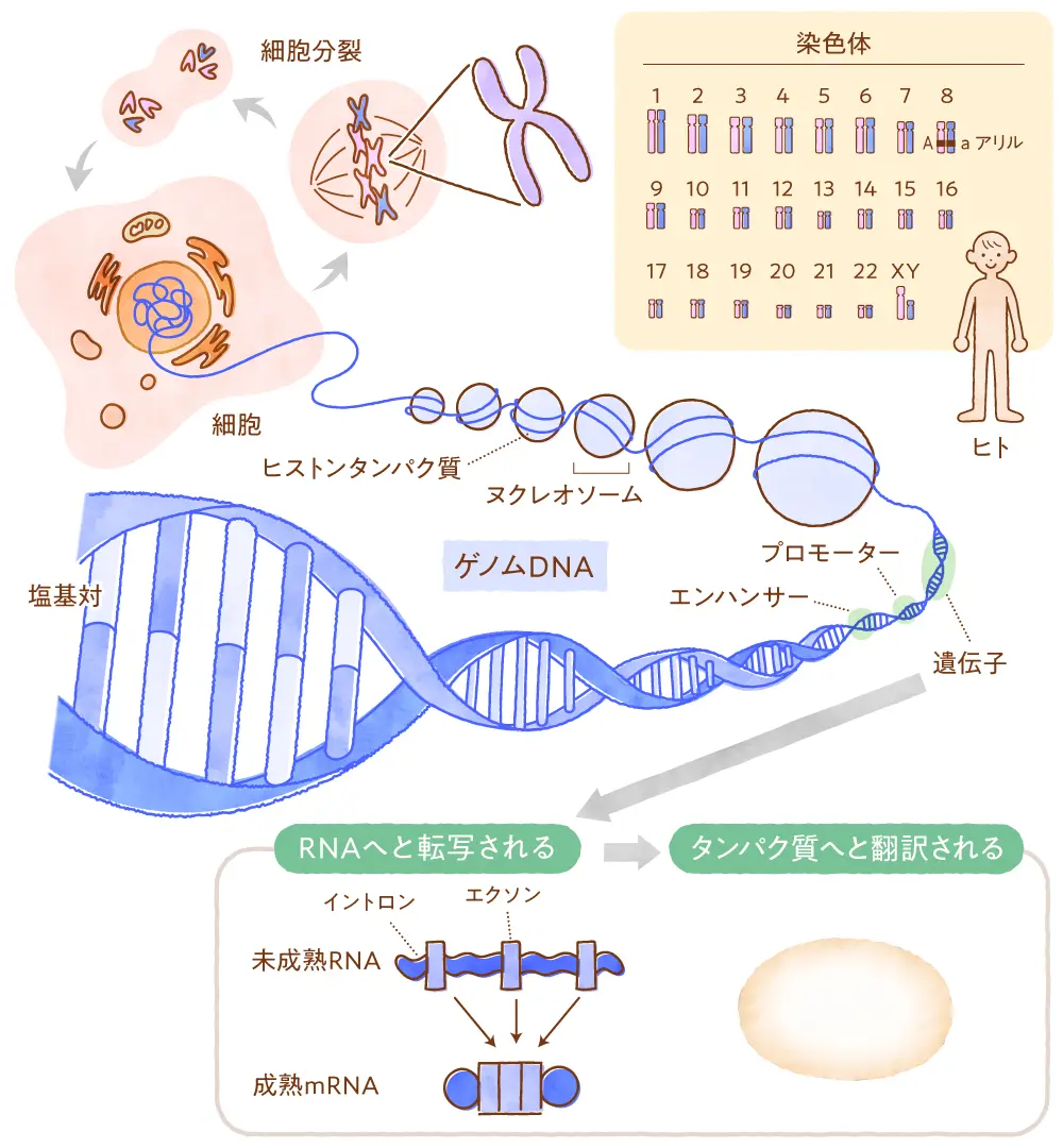 染色体とは？Dnaや遺伝子との違いから本数・異常まで徹底解説