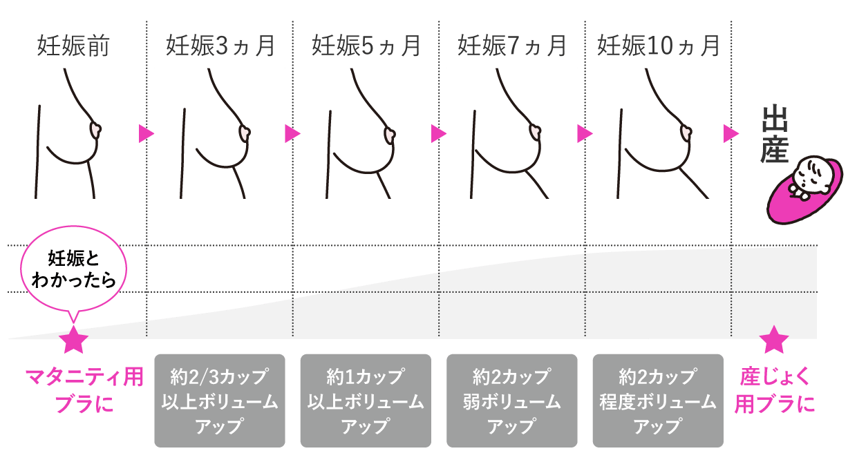 妊娠で胸が大きくなる真相！いつから変化？サイズ別の対処法を徹底解説