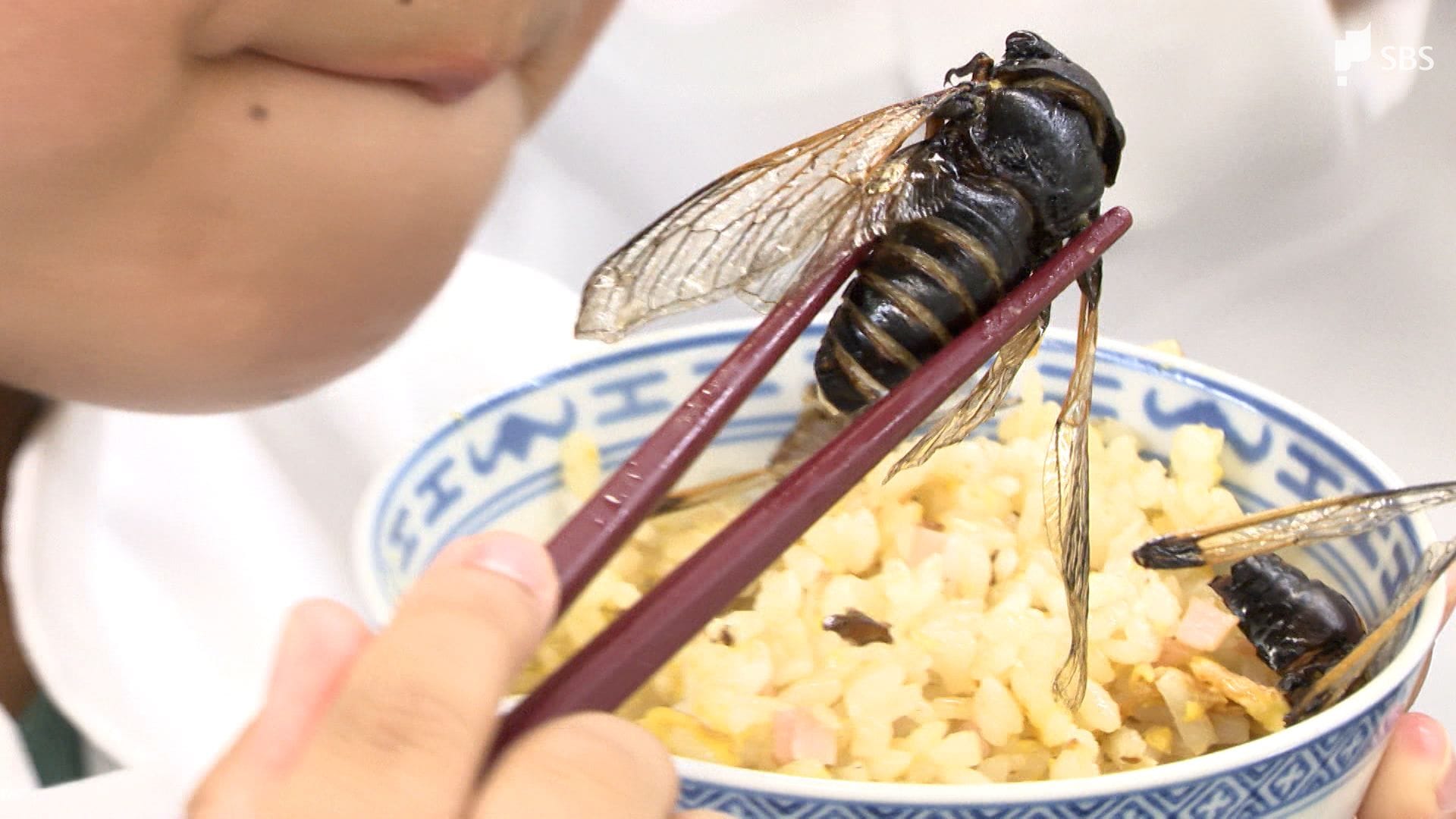 セミの幼虫は本当に美味？実食の味と安全な食べ方・採取ルール全解説