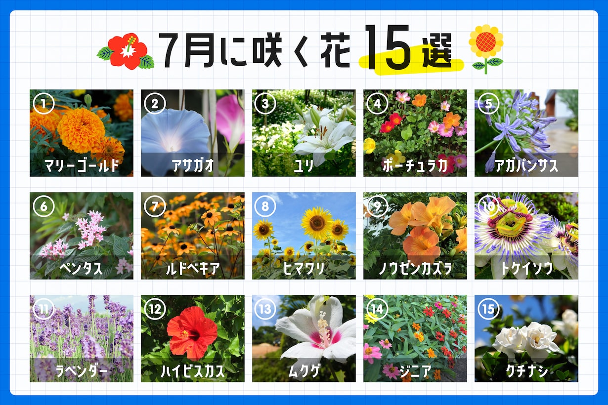 夏を彩る大輪の美！7月に咲く花と誕生花・長持ち手入れ術徹底解剖