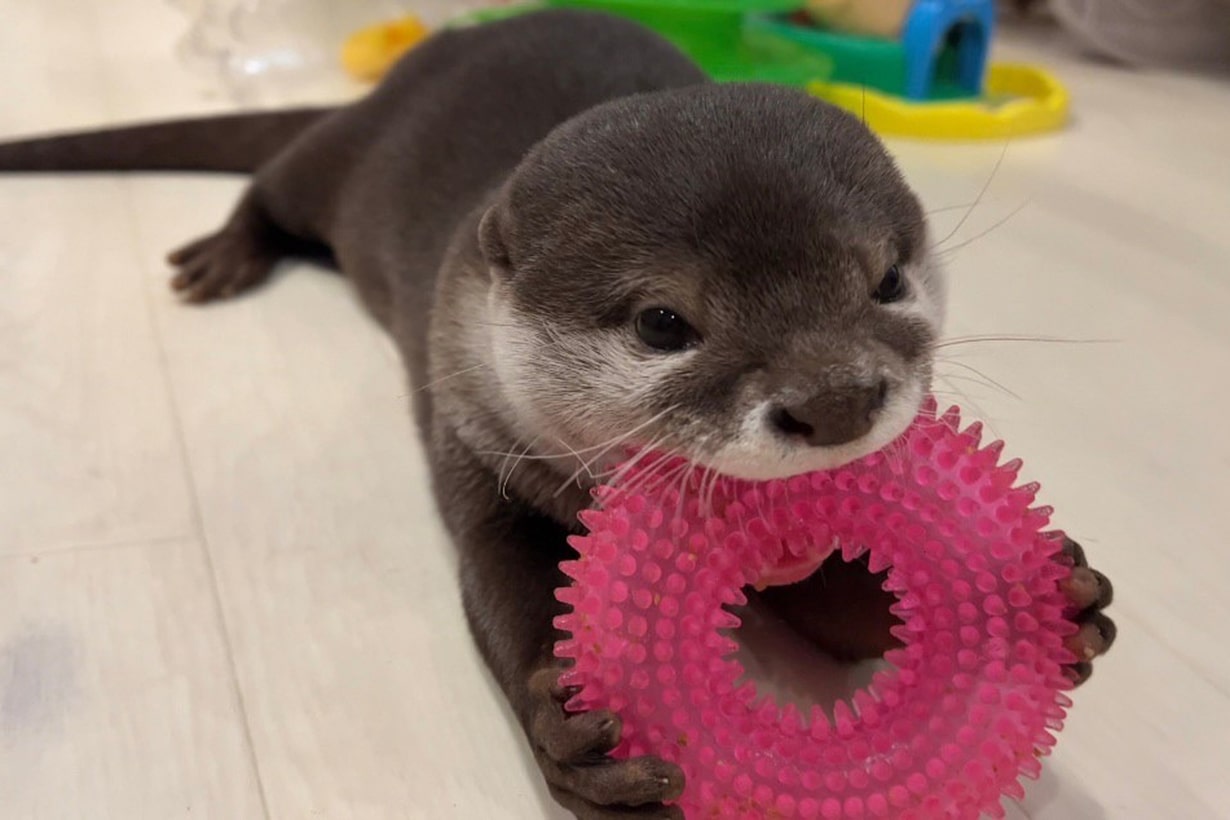カワウソは本当に飼えるのか？知られざる飼育リスクと法規制の全貌