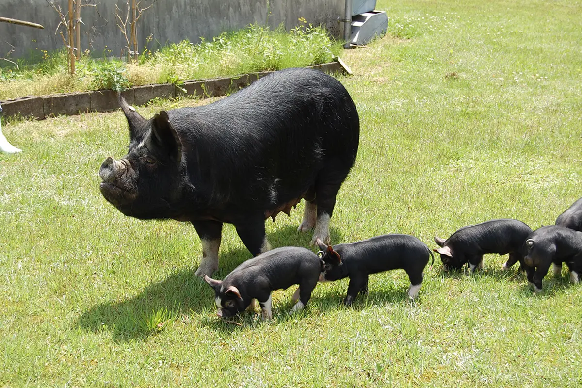 黒豚の聖地へ。なぜ「とんかつ竹亭 鹿屋本店」は全国の食通を惹きつけ続けるのか？2026年最新ルポ