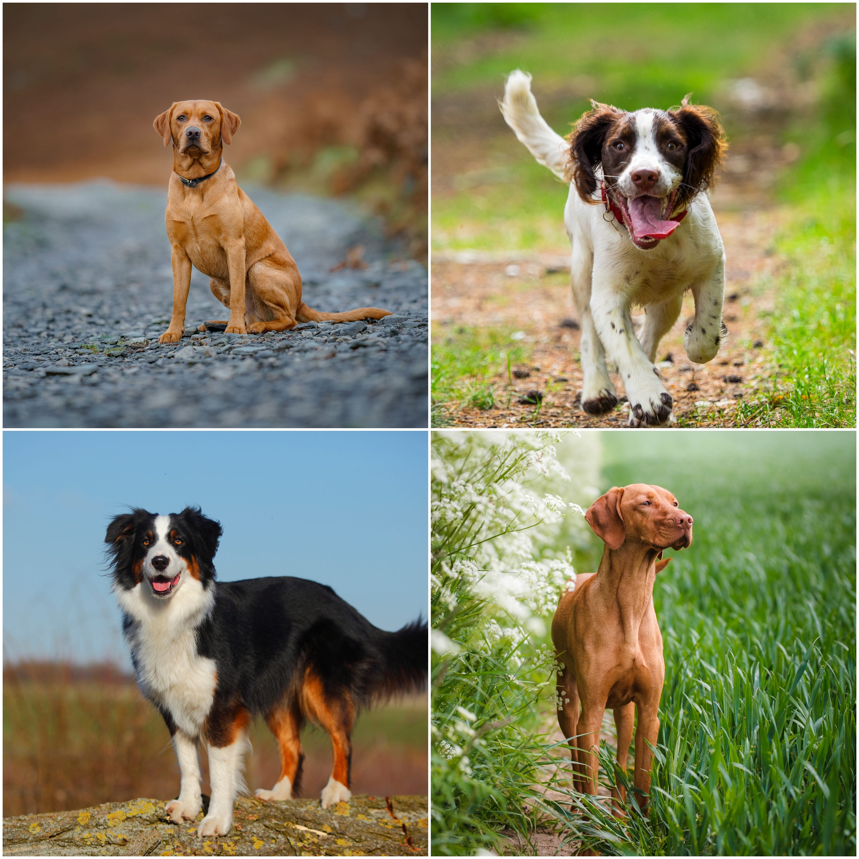愛犬と安心して楽しめる話題のDog Parkと事故防止の極意