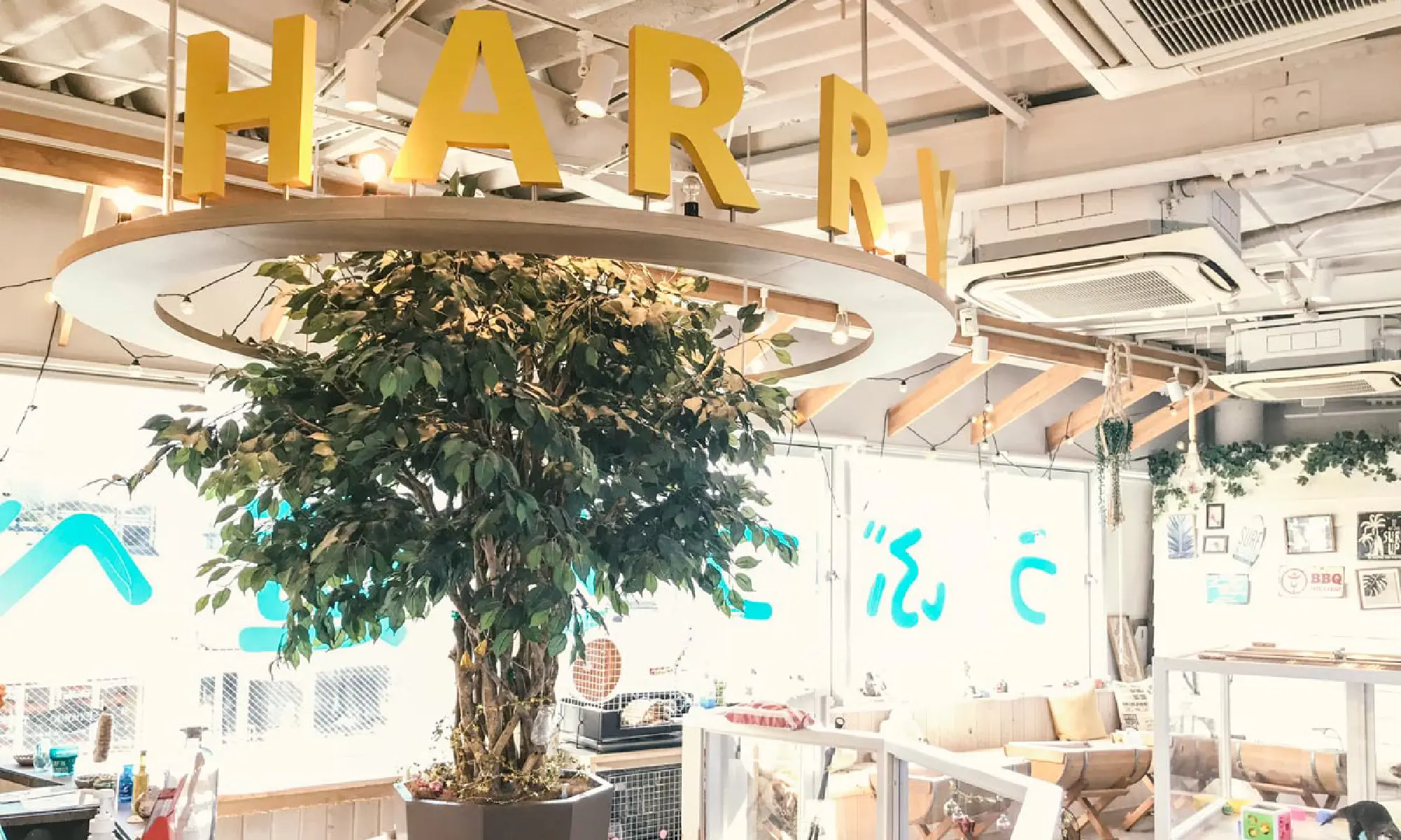 Harry原宿テラス店の評判と料金・予約攻略｜カワウソ体験の真実【2026最新】