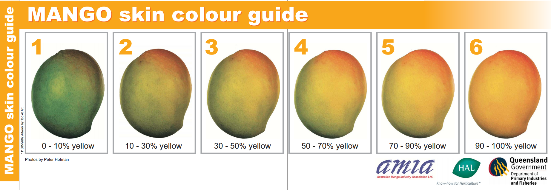 What Color Should a Mango Be