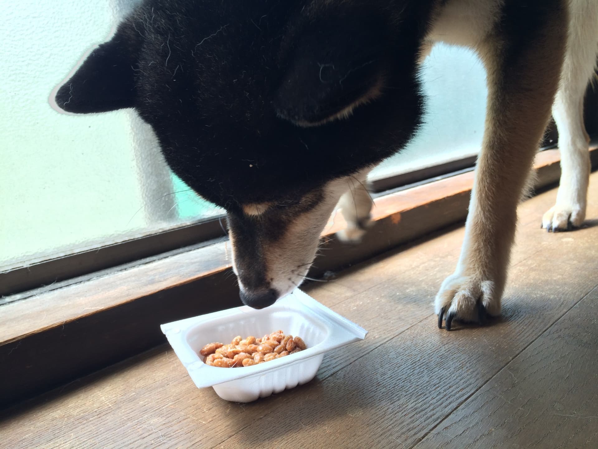 犬に納豆は大丈夫？驚きの整腸効果と命を守る正しい与え方徹底解説