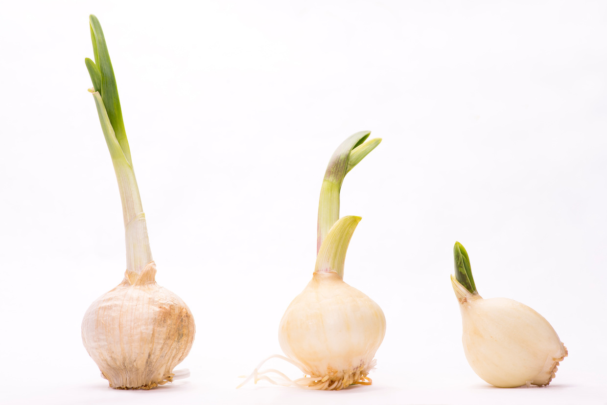 にんにくの芽が出た！毒性の有無と捨てるのが大損な科学的理由
