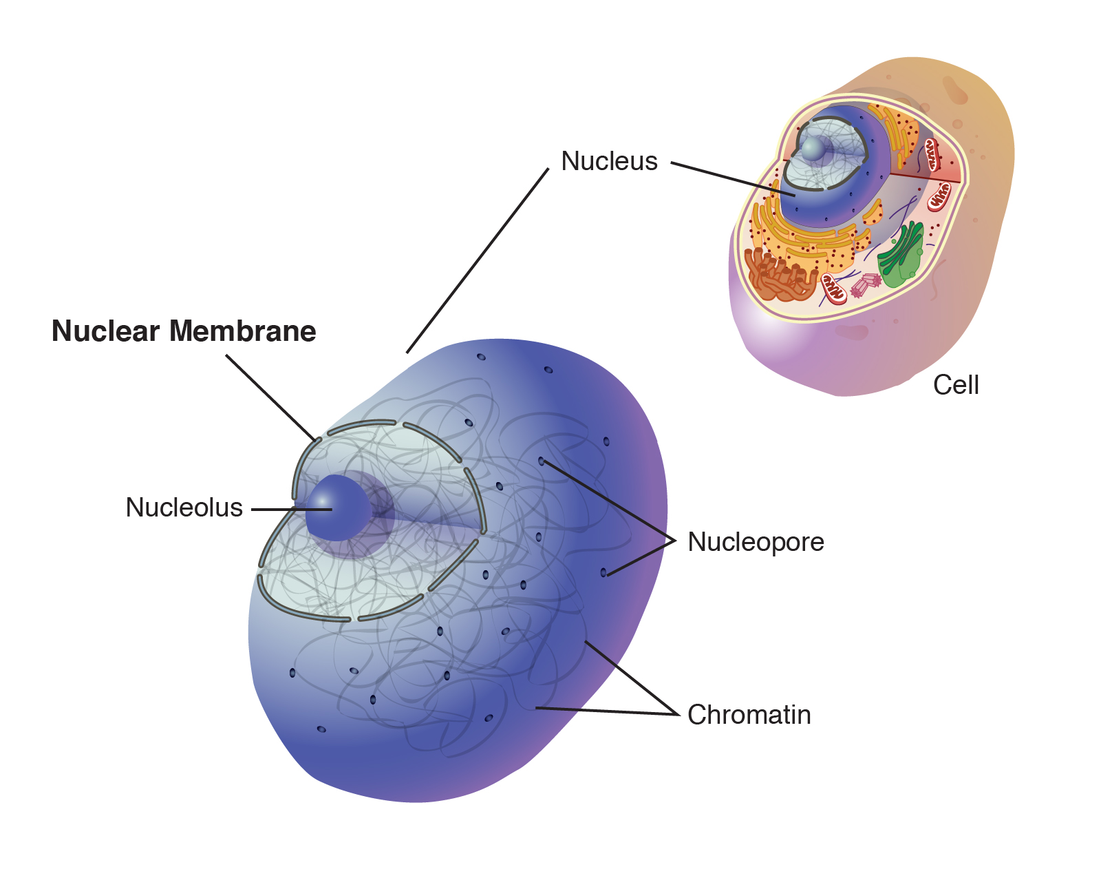 Nuclear Membrane Function