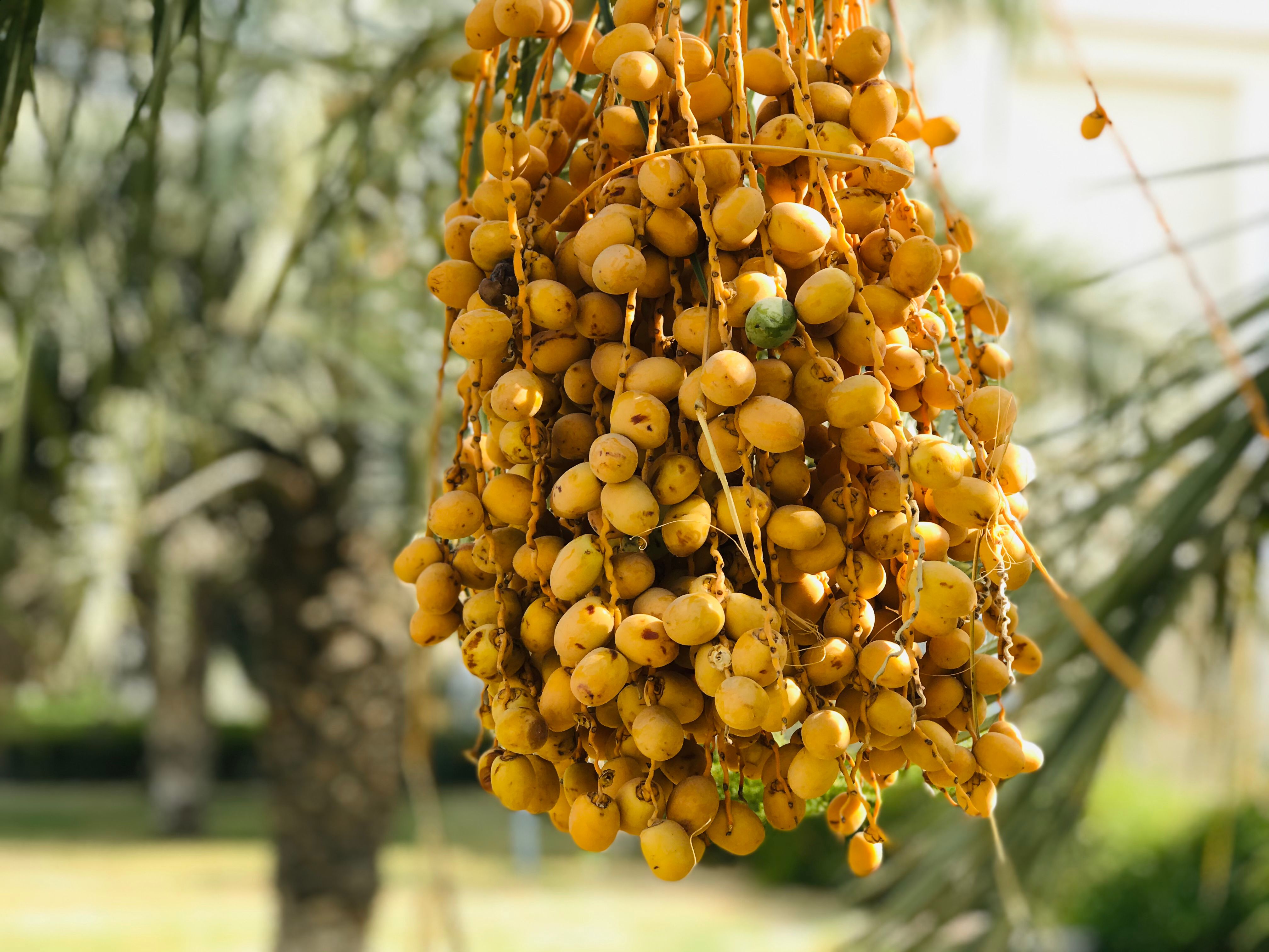 What Are Dates the Fruit