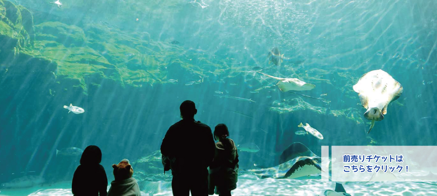 青き水槽と浮遊するクラゲ！九十九島水族館海きらら完全攻略ガイド