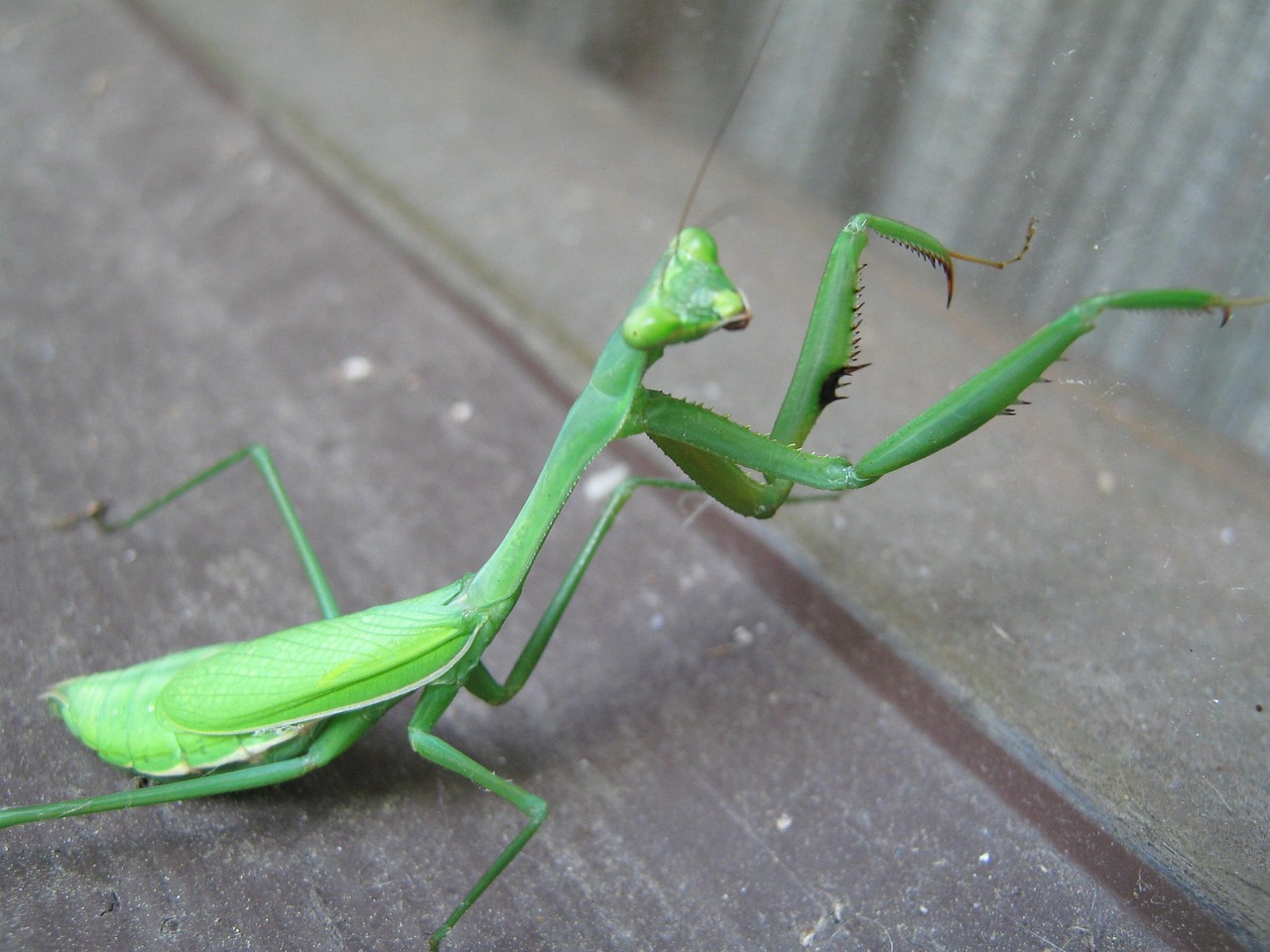 痛くない！カマキリの正しい持ち方と威嚇された時の安全対処法