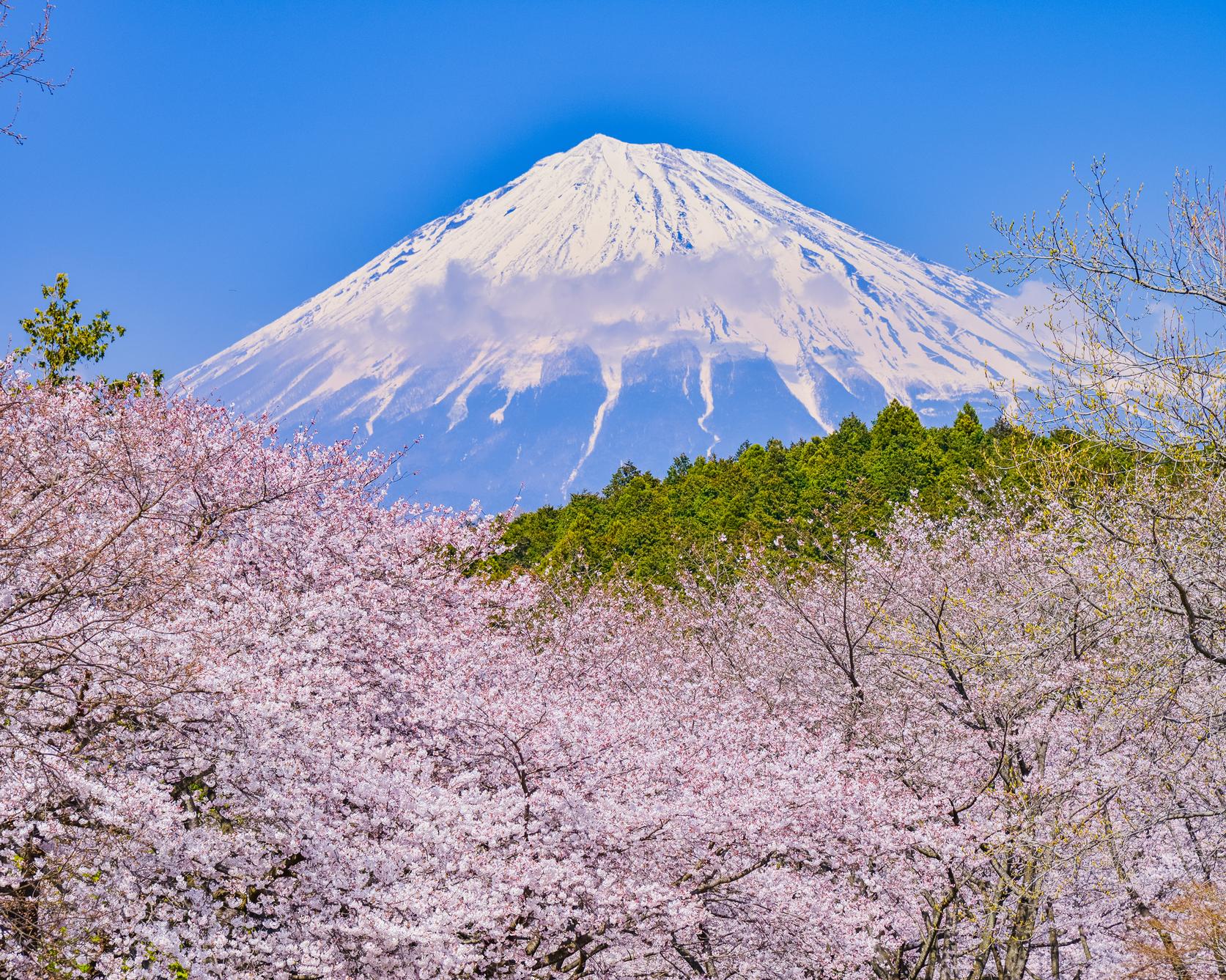 岩本山公園の梅桜開花2026！富士山絶景とカフェかぐや完全攻略