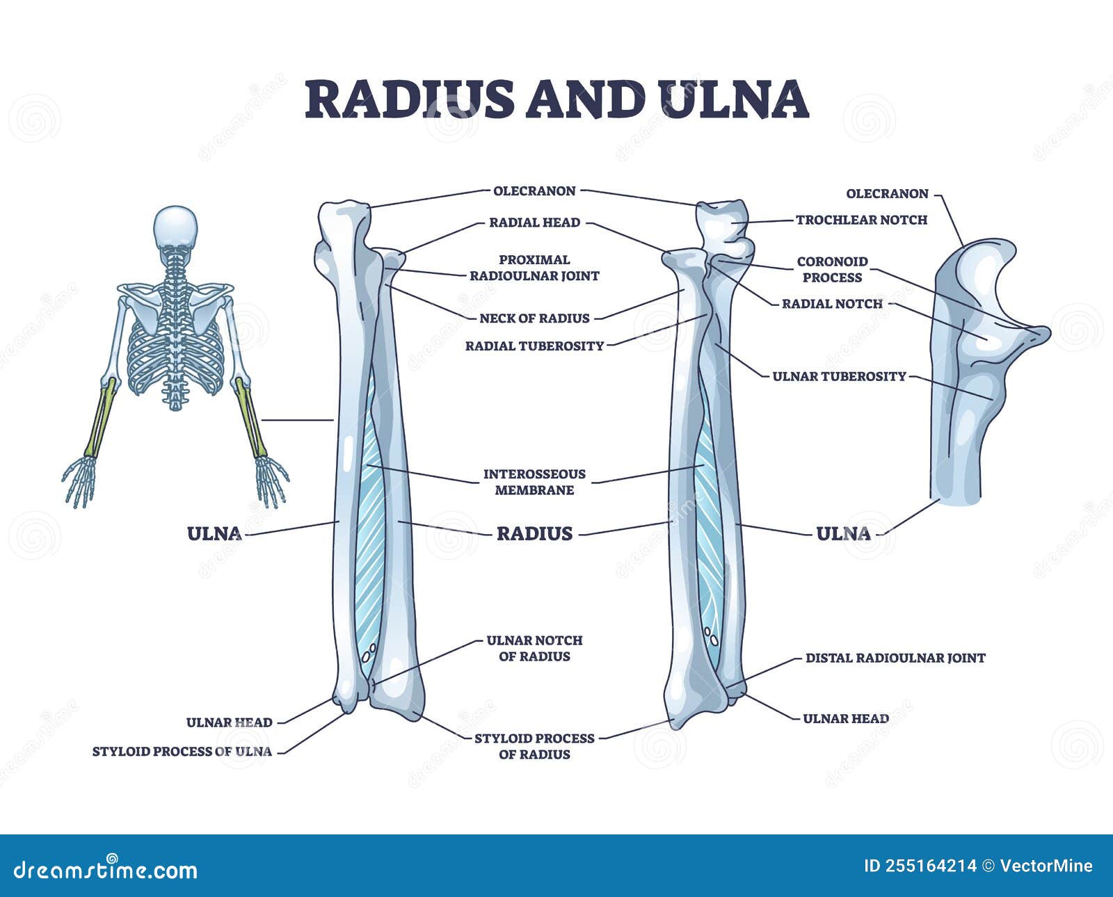 What Is the Ulna and Radius