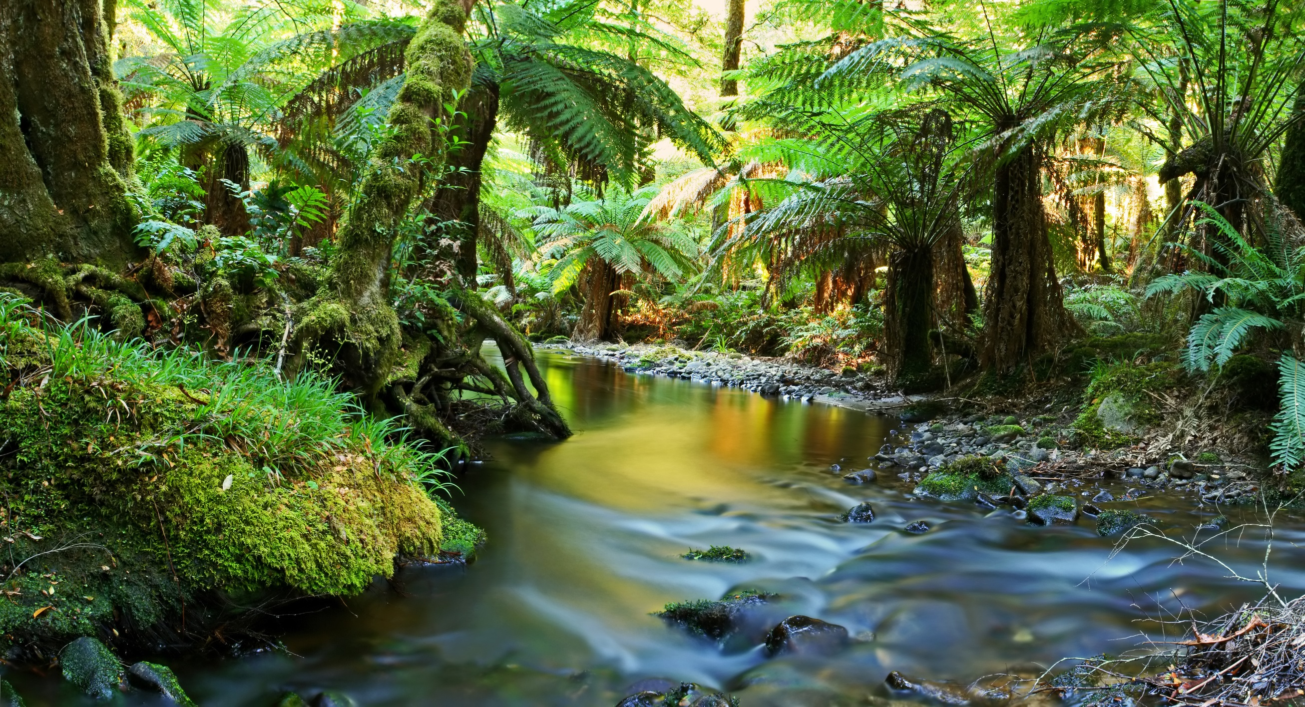 Habitats in a Tropical Rainforest