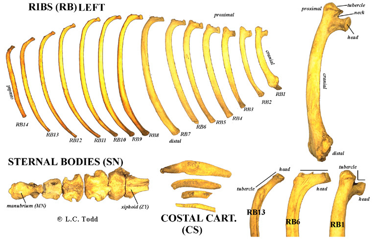 Ribs Are from What Animal