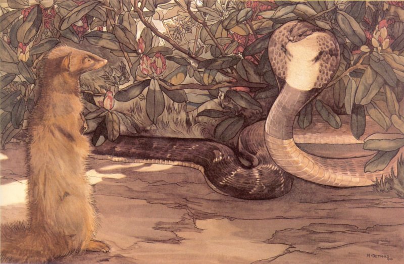 What Is the Resolution of Rikki Tikki Tavi