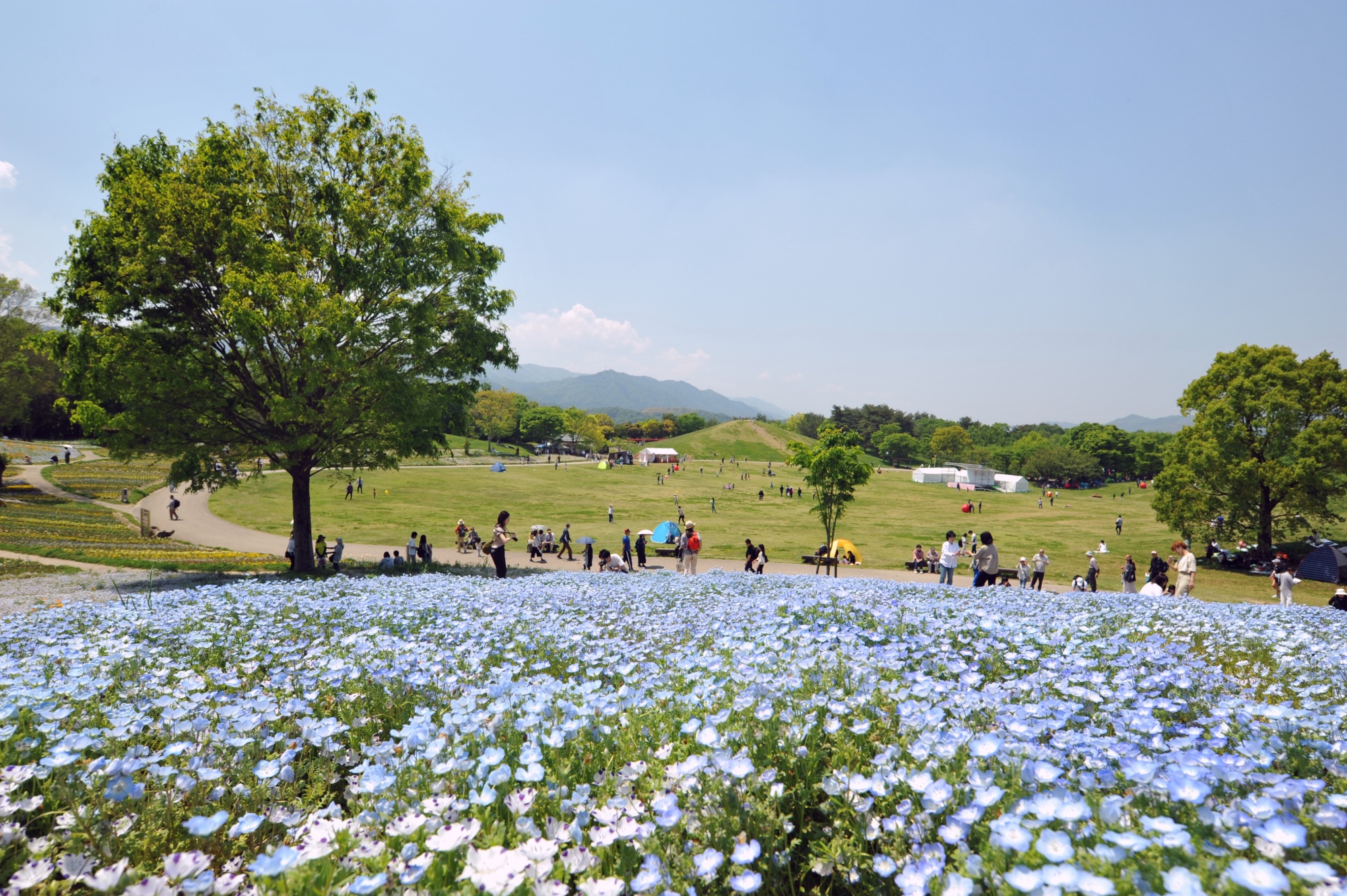 国営讃岐まんのう公園2026最新攻略！混雑回避ルートと絶景の全貌