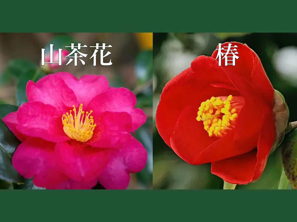 山茶花と椿の違いを見分ける決定打！散り方や葉の特徴と花言葉まで徹底比較
