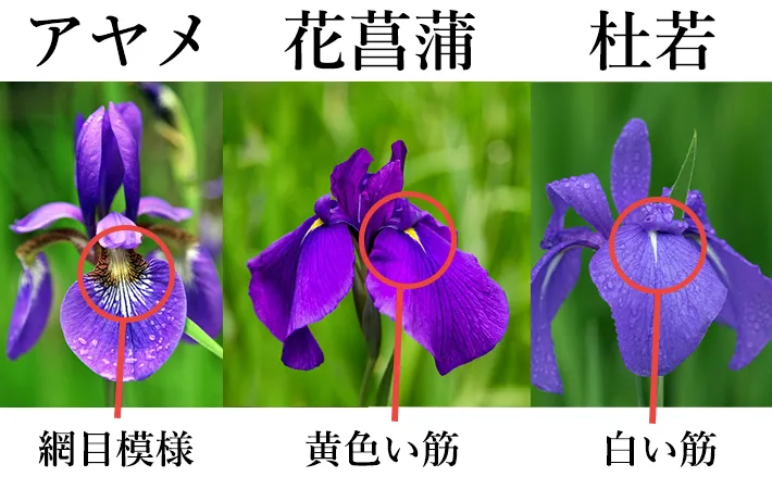 【話題】 菖蒲 と あやめ の 違い 人気理由と評判まとめ #752