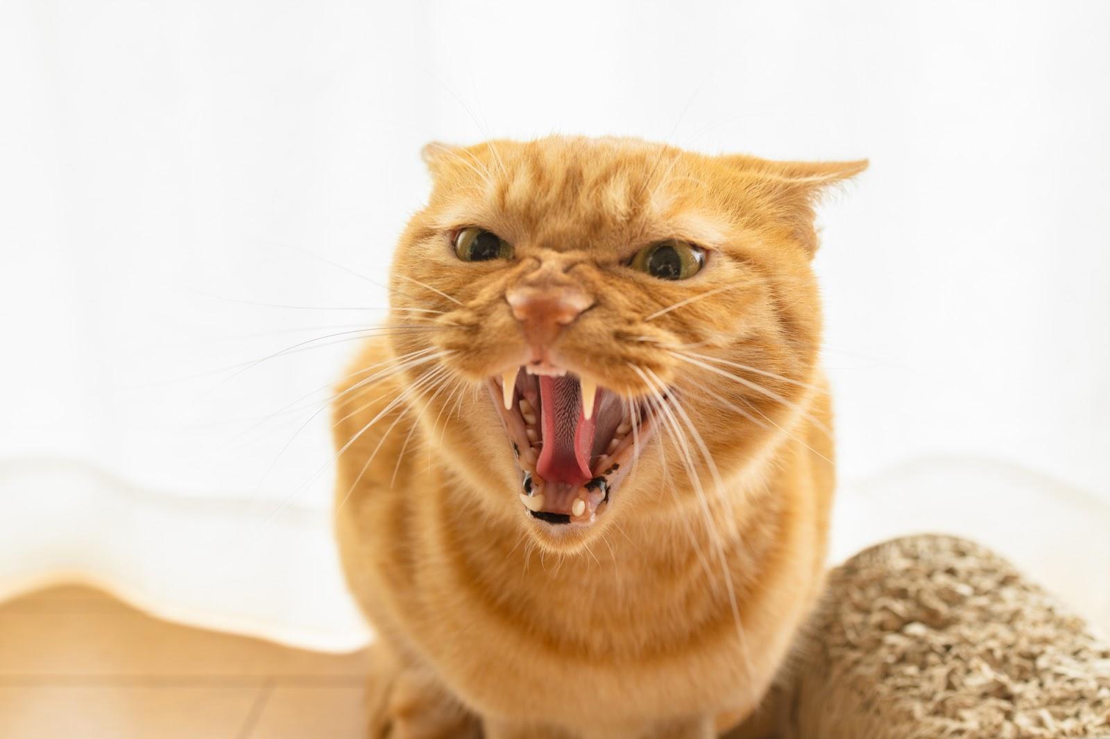猫のイカ耳は怒りだけじゃない！感情の見分け方とストレスの真相