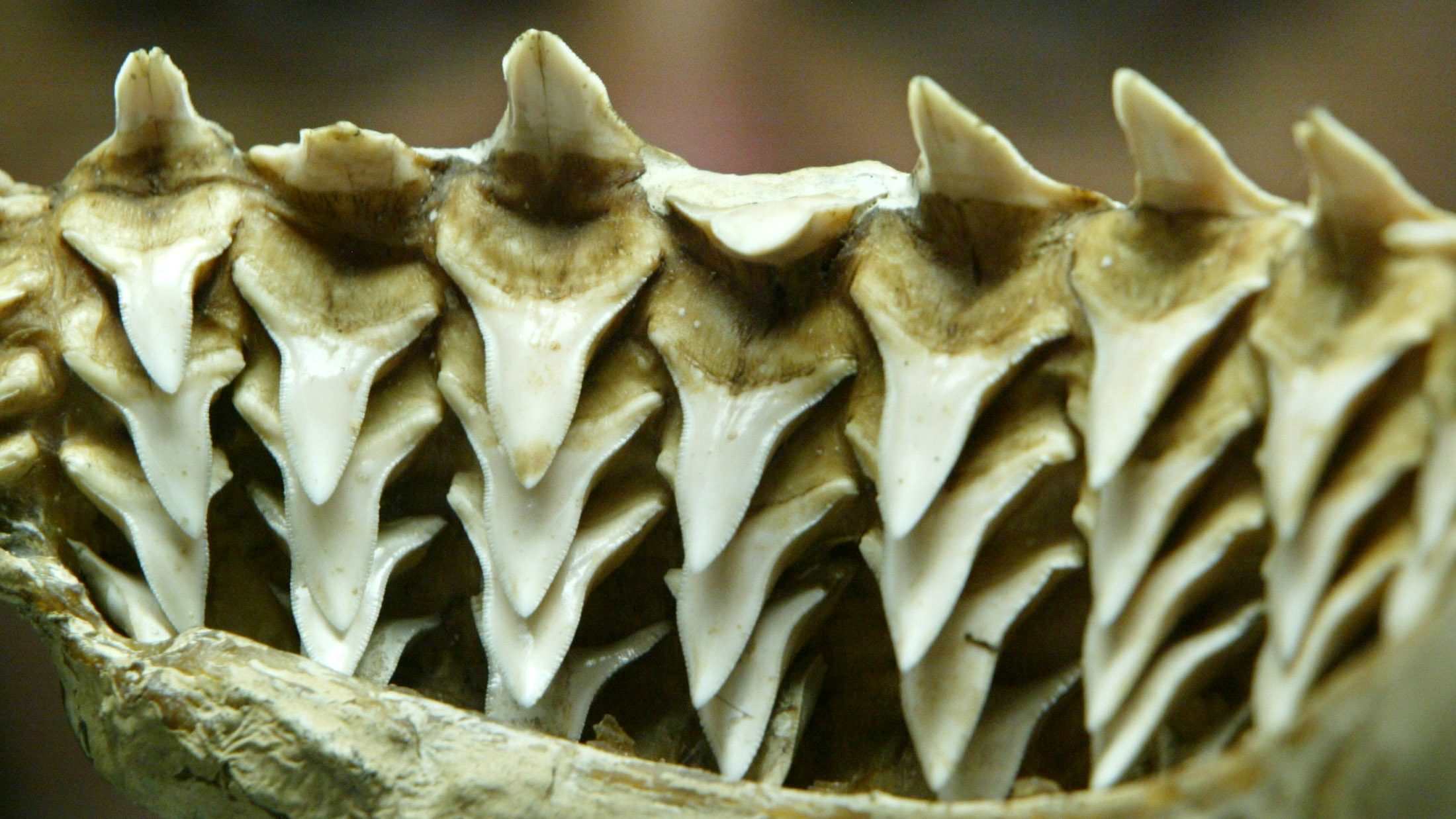 How Many Sets of Teeth Does a Shark Have