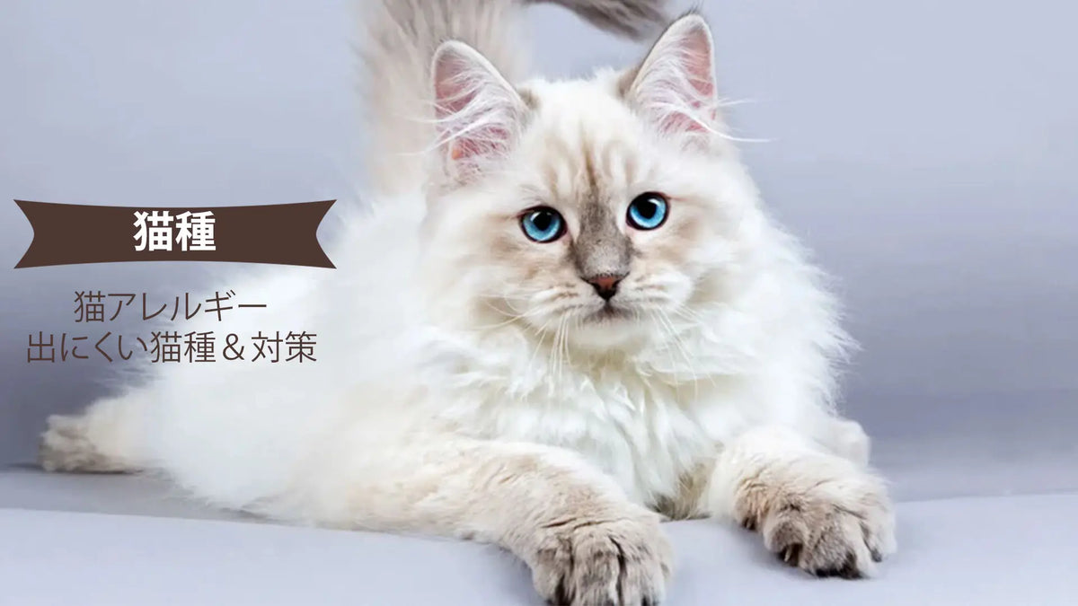 猫アレルギーでも飼える猫の真実｜低アレルゲン種と後悔しない新対策