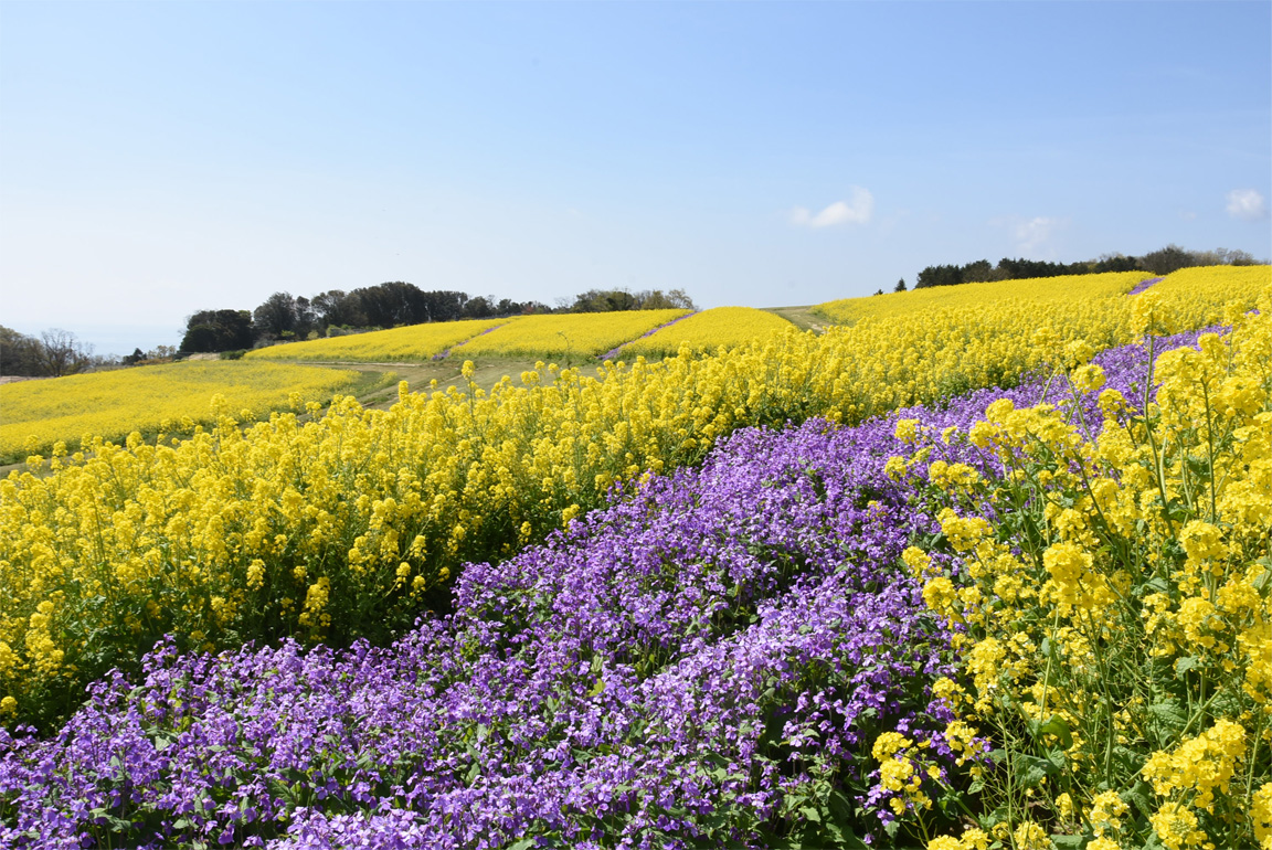 海と花畑が広がる絶景へ！あわじ花さじき混雑回避と見どころ解説