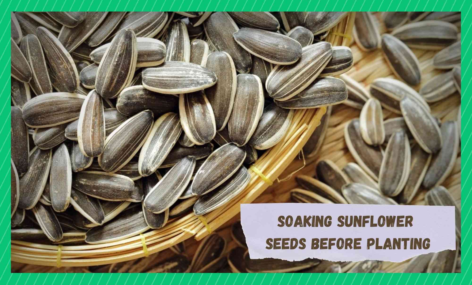 How Long to Soak Sunflower Seeds Before Planting