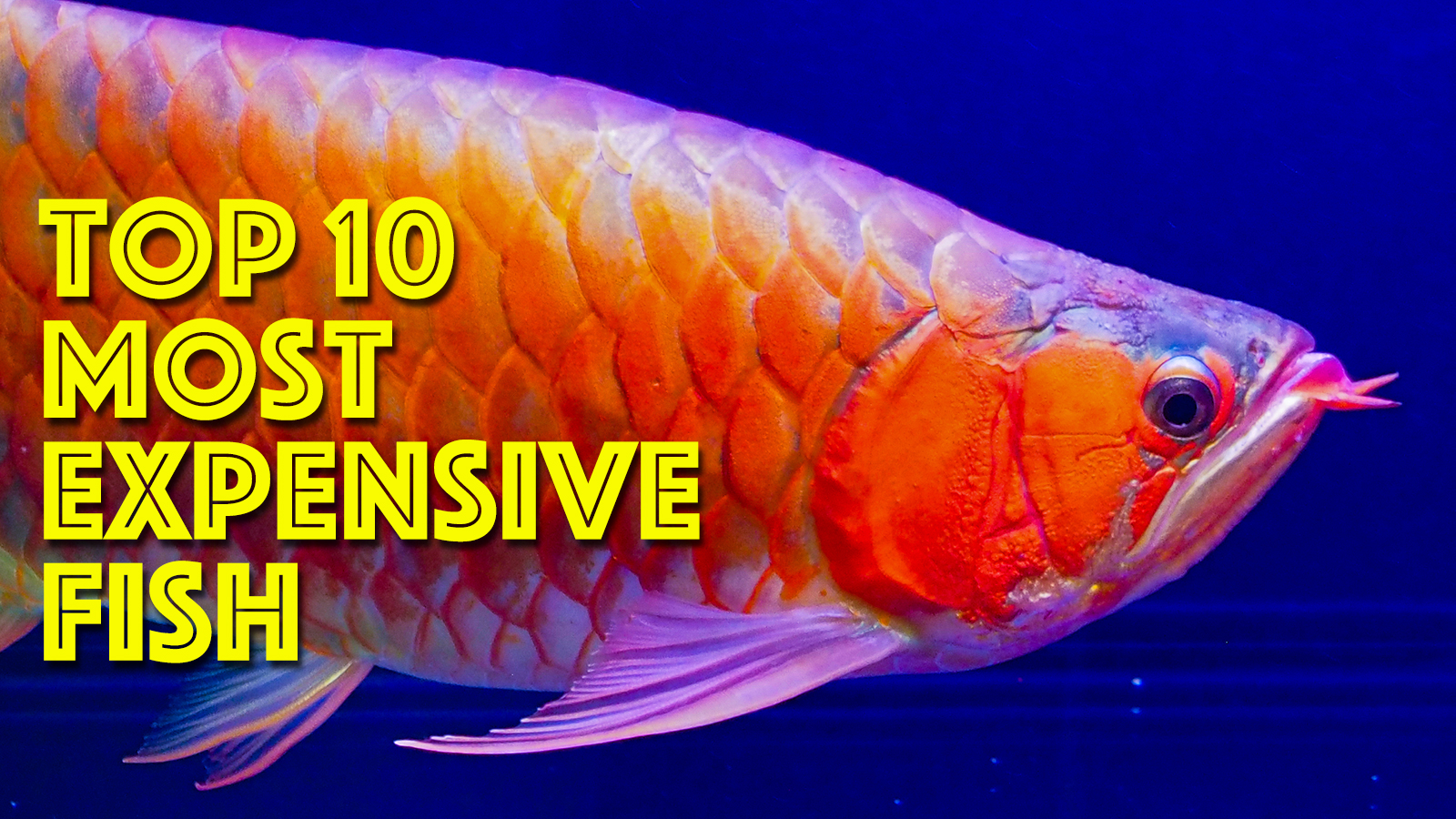 Most Expensive Fish in the World