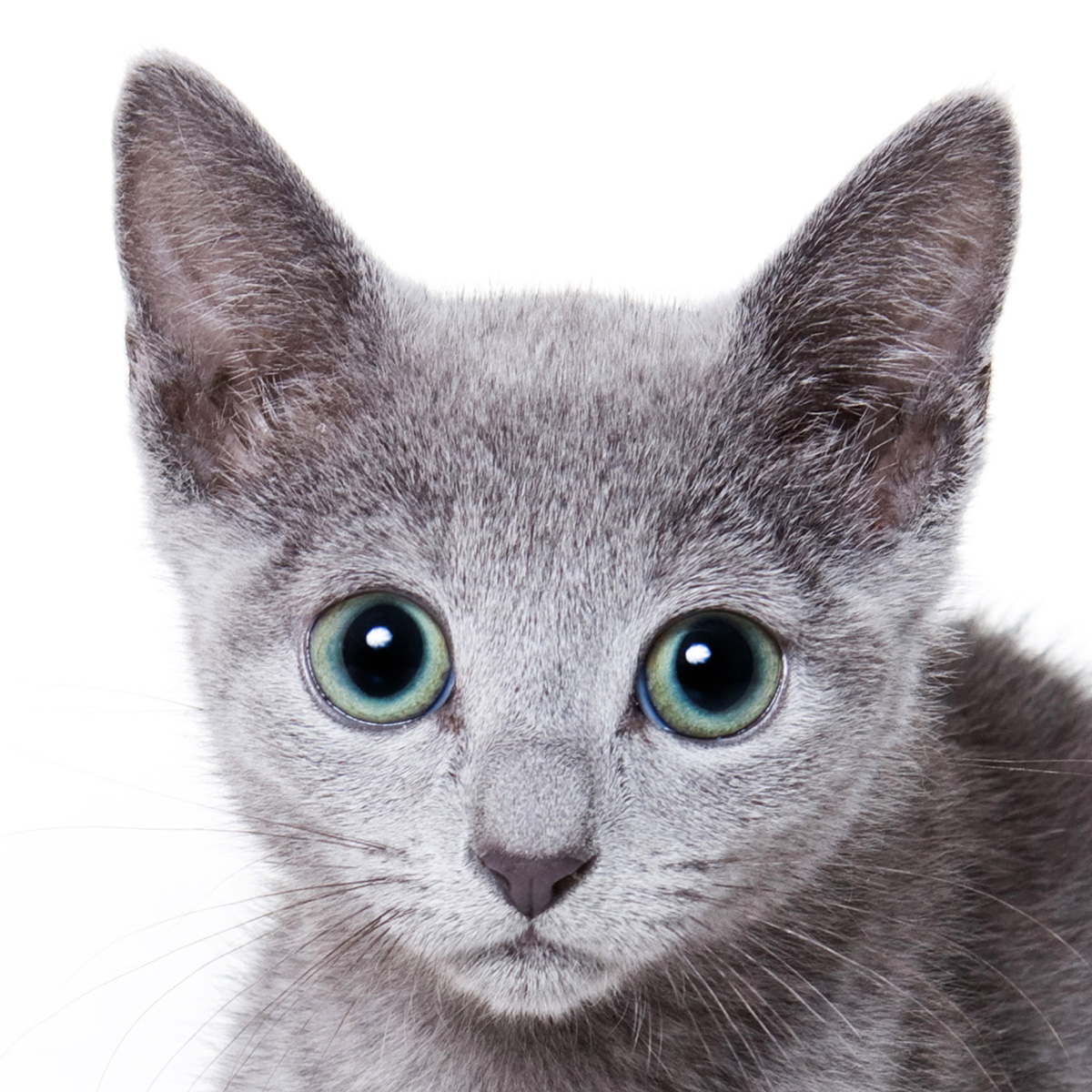 ロシアンブルー子猫の値段相場と性格！飼いにくい噂の真相を徹底取材