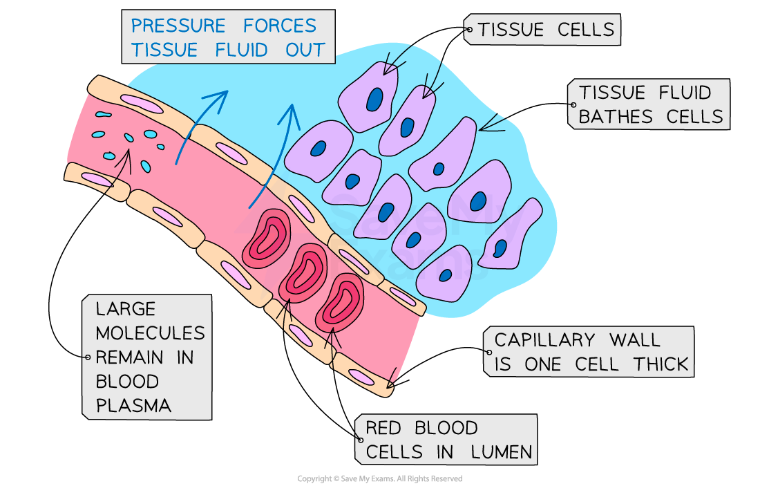 Fluid Accumulation in the Tissues