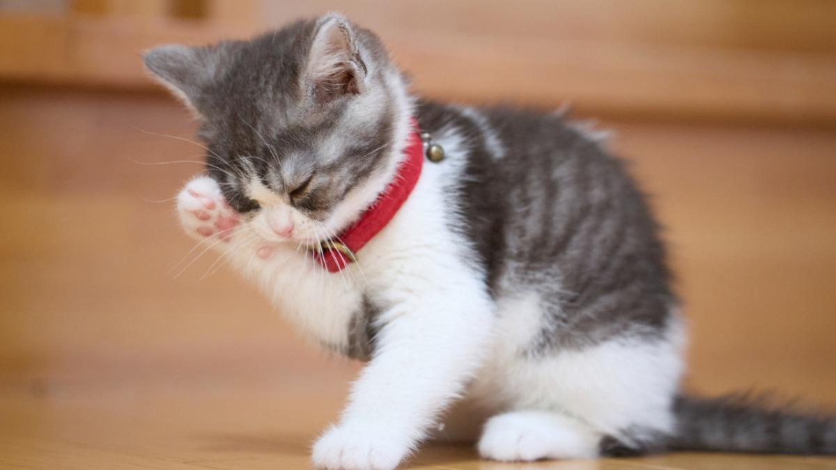猫が顔を洗うと雨が降る迷信の真実！ヒゲと湿度の科学的メカニズム