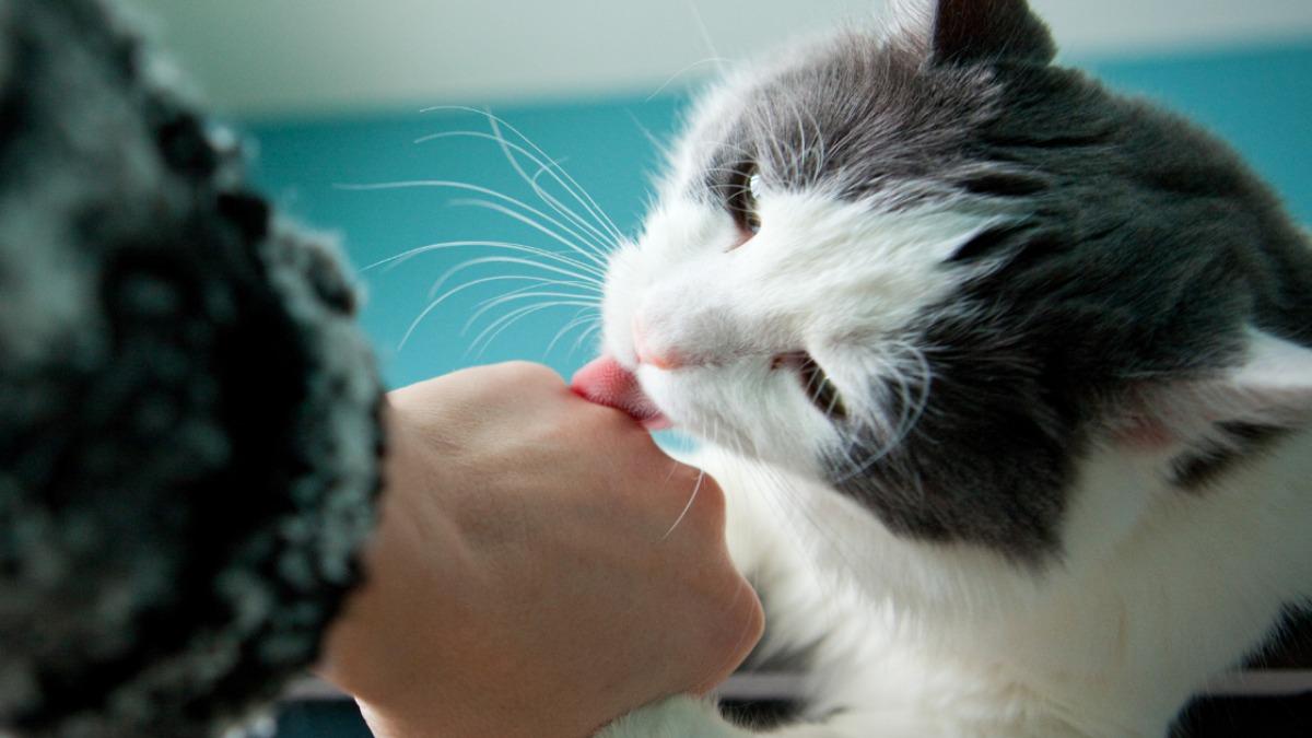 猫が人の手を舐める意外な理由とは？行動学が明かすSosサイン