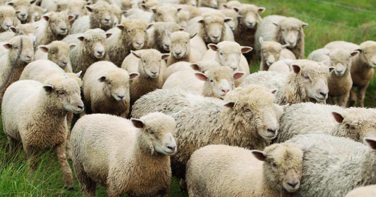 A Group of Sheep Is Called What