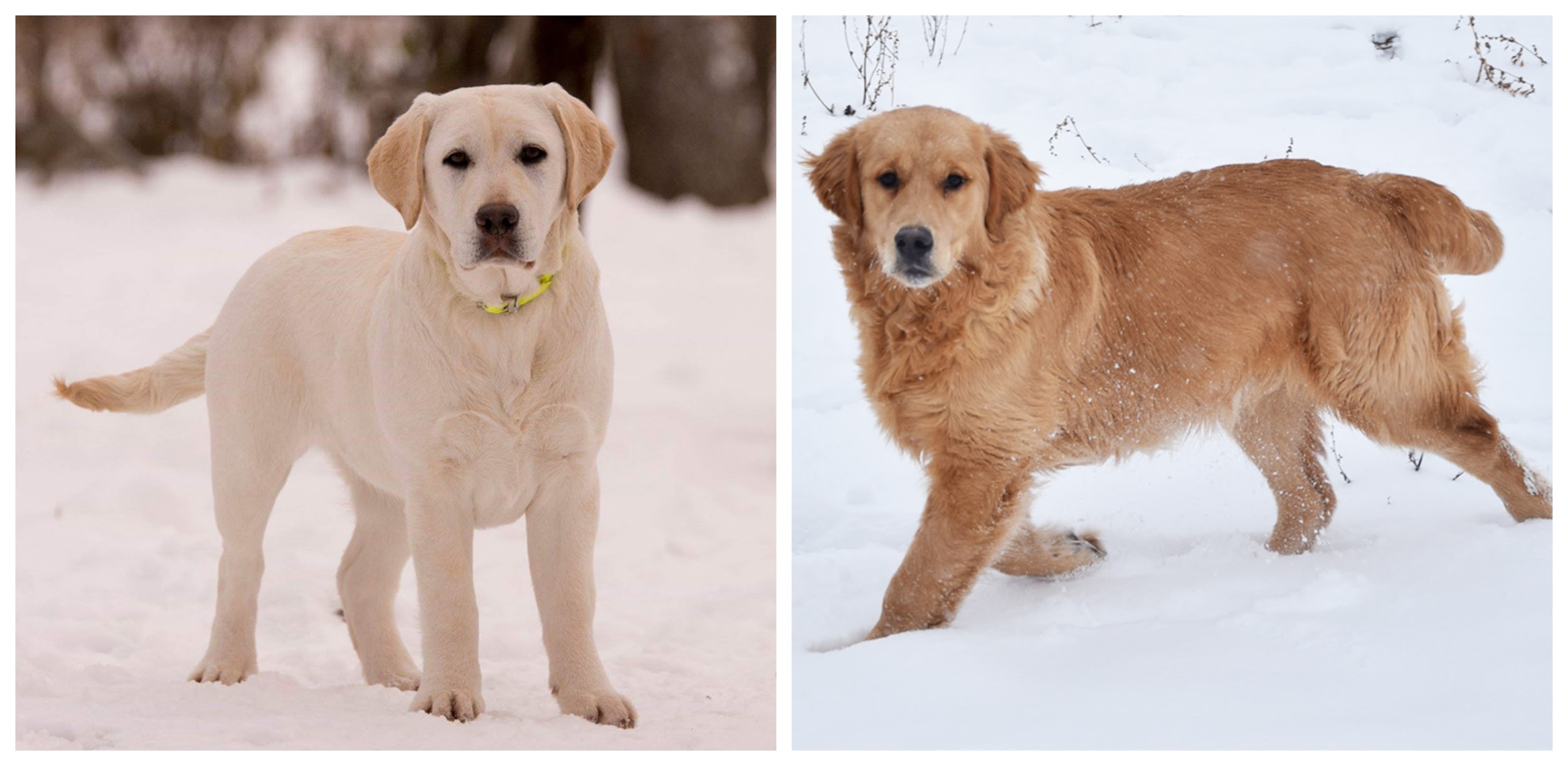Labrador Retriever or Golden Retriever