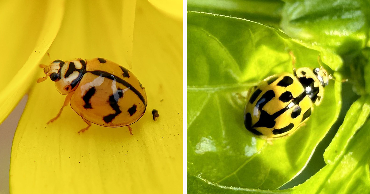 Is a Yellow Ladybug Poisonous