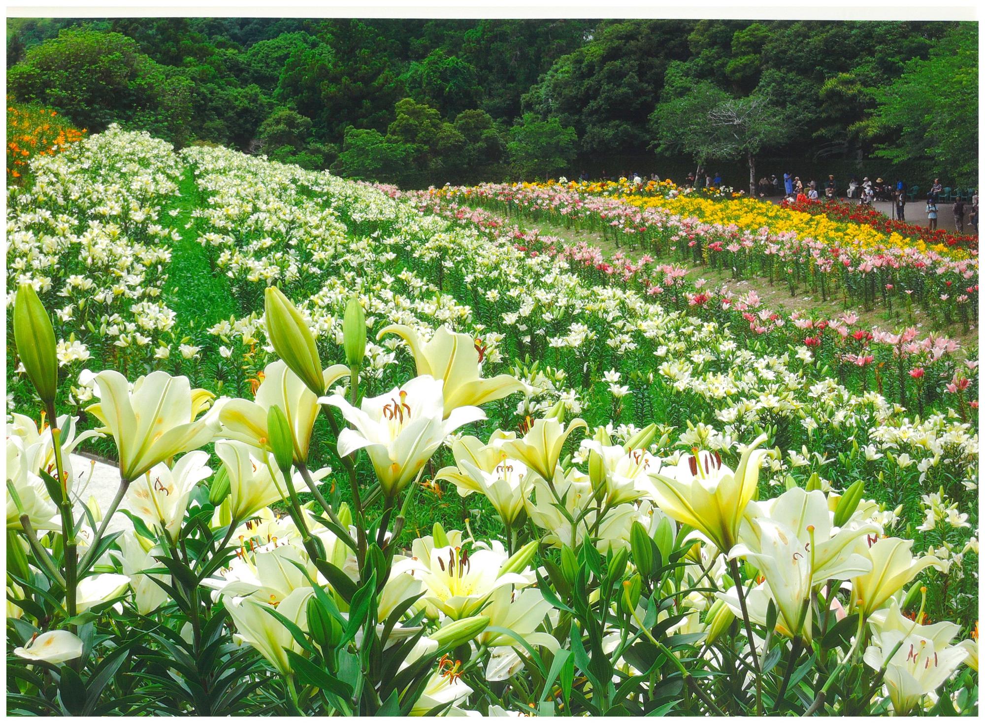 可睡ゆりの園2026見頃と開花状況！絶景スポットと混雑回避術