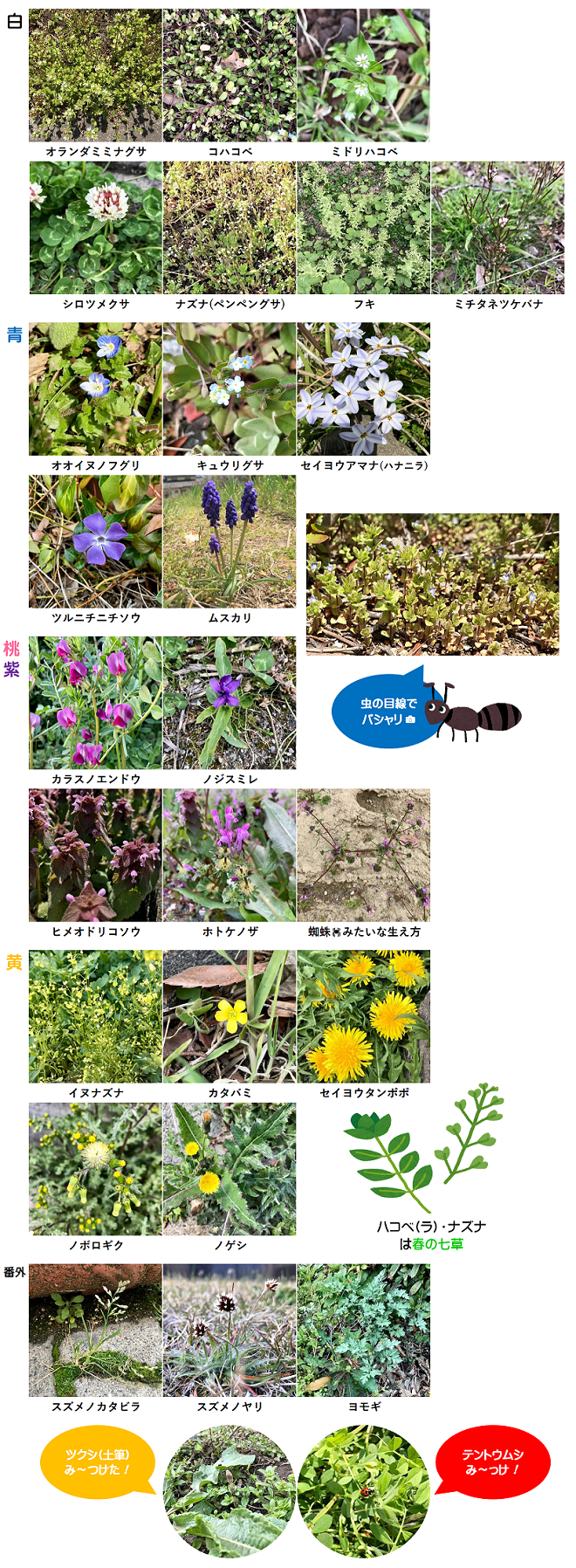 庭の厄介な雑草の種類と見分け方！抜いても生える理由と根絶法