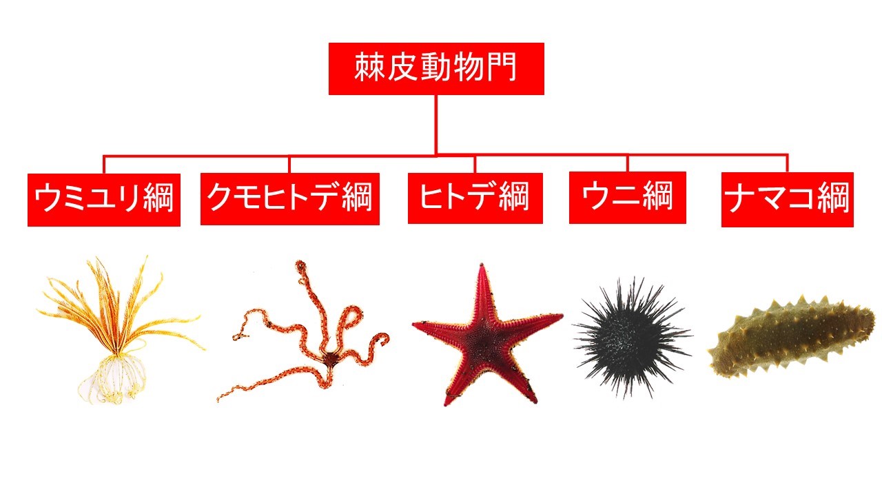 地球の97％を占める無脊椎動物の正体！驚きの生態と分類を徹底解剖