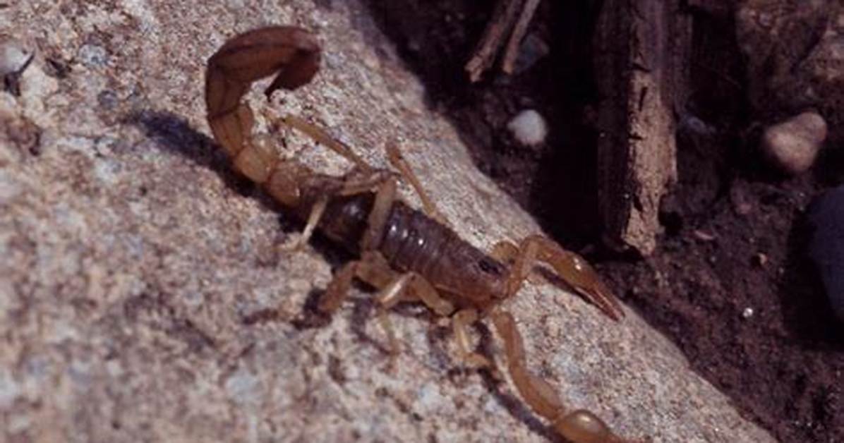 Are There Scorpions in North Carolina?