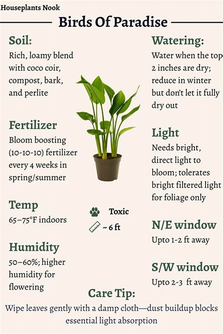Birds of Paradise Plant Care: How to Grow the Right Species at Home