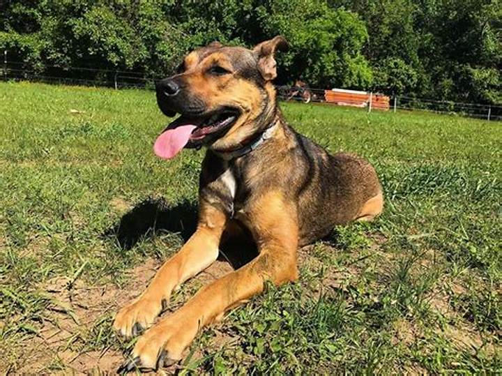 German Shepherd Mixed with a Pitbull: Temperament, Care, and Realistic Expectations
