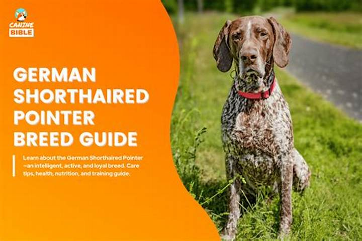 German Shorthaired Pointer Sc: Temperament, Training, and Care Guide